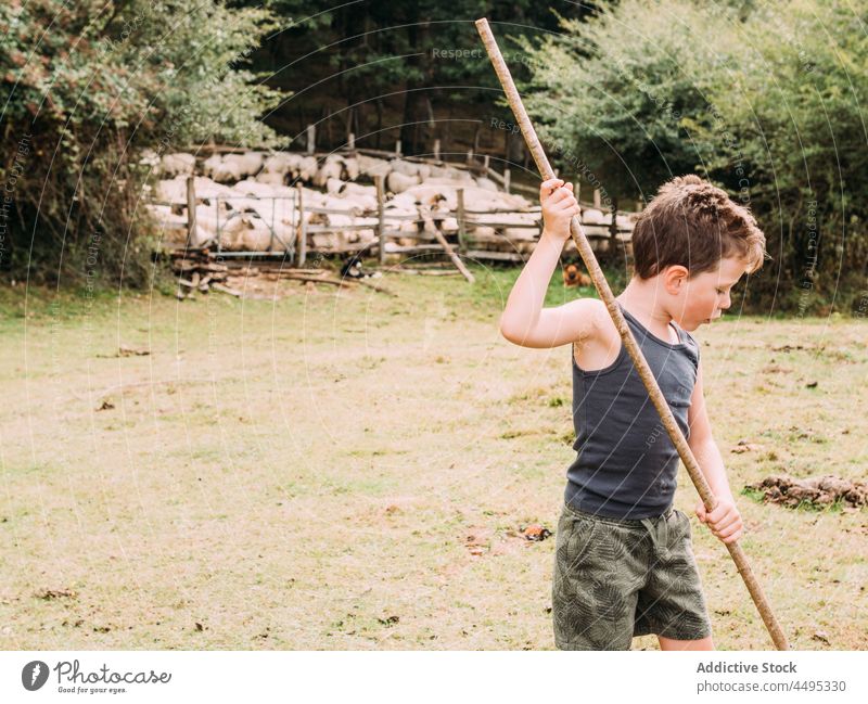 Adorable kid playing in farmyard near enclosure with sheep child stick countryside boy rural childhood pasture local casual wooden meadow forest flock adorable