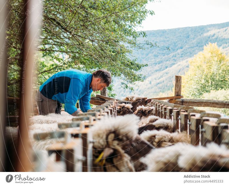 Young man vaccinating herd of sheep in farm vaccine farmer veterinary countryside animal mammal livestock concentrate enclosure male young casual medication