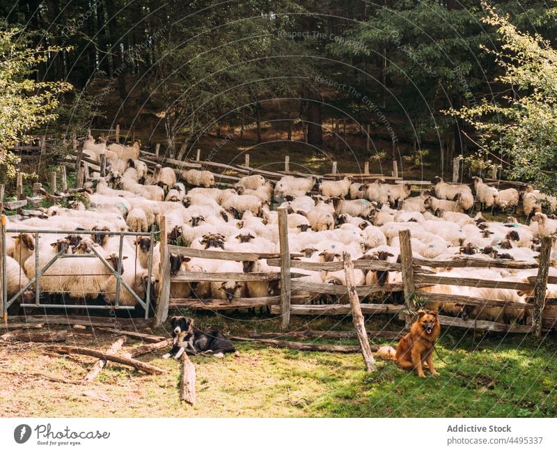 Dogs sitting near herd of sheep standing in enclosure in farm animal dog guard mammal countryside nature fence livestock shepherd basque dog pet creature
