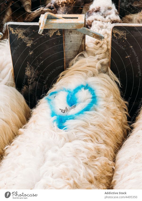 Sheep with heart shaped dye on wool standing in feeder sheep animal farm countryside marking herbivore mammal fluff enclosure graze domestic livestock fur
