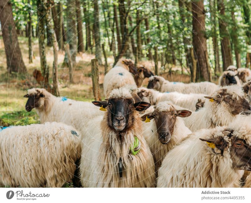 Herd of sheep pasturing in green forest in sunlight pasture animal livestock countryside wool mammal habitat nature flock fluff fauna lamb tree creature