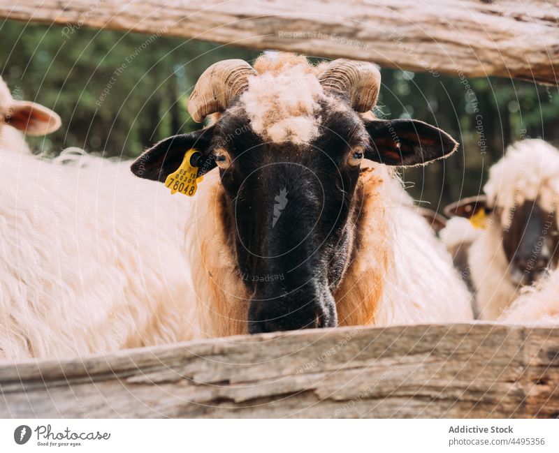 Attentive sheep with ear tag looking away in nature animal mammal herbivore countryside livestock muzzle wool calm fauna peaceful farm zoology farmland ewe