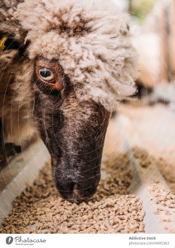 Sheep feeding in cage in farm sheep feeder enclosure animal mammal livestock countryside fauna hungry food pasture creature breed domestic rural muzzle