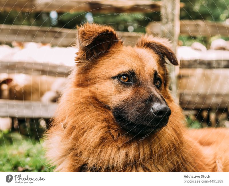 Cute purebred dog standing near enclosure and looking away in farm basque shepherd dog animal countryside pet guard mammal attentive canine breed adorable sheep