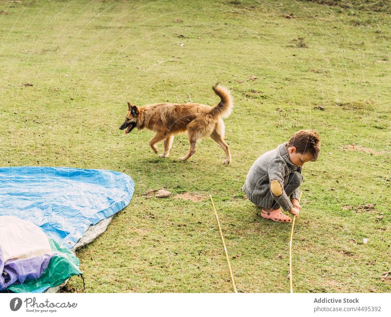 Cute kid sitting on haunches near purebred dog at campsite child play meadow pastor garafiano tent boy curious nature pet animal warm clothes travel stick