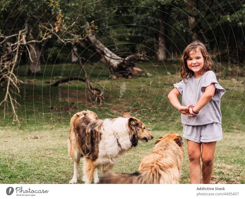 Cheerful child playing with dogs in countryside rough collie meadow purebred animal girl friend obedient adorable pet park canine together kid companion