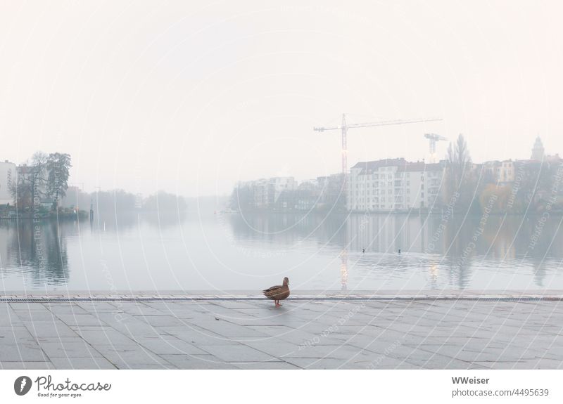 A lonely duck enjoys the foggy morning at the river Dahme in Berlin-Köpenick Duck River Morning Promenade bank köpenick Fog hazy Gray rainy Lonely Calm silent