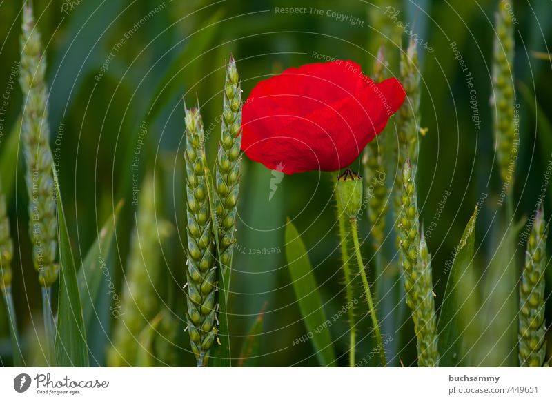 Poppy flower in cornfield Summer Plant Animal Flower Field Green Red Loneliness June Grain Wheat Colour photo Exterior shot Deserted Copy Space left
