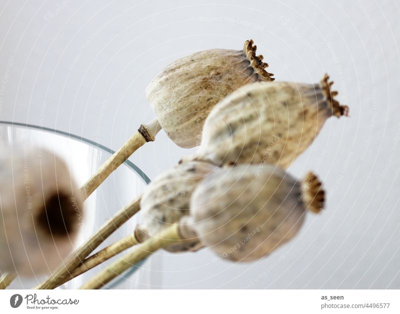 poppy seed capsules Poppy Poppy capsule Dry Plant Nature Colour photo Shallow depth of field naturally Dried flower blurriness pretty Interior shot Transience