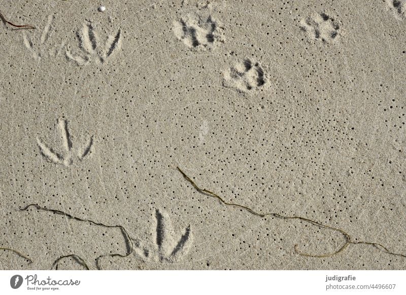 tracks Tracks trace Animal tracks Animal Trace Imprint footprint Sand Beach Mussel coast Footprint Nature Barefoot Ocean Seagull Bird Transience