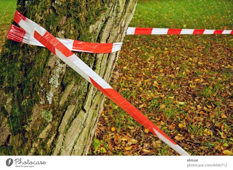 In the autumnal park, red and white flagging tape demarcates a danger zone - a tree acts as a corner post flutterband danger spot barrier tape plastic strap