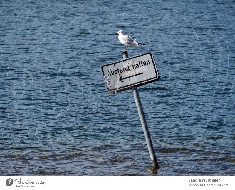 "Keep your distance" sign in the water with seagull Water Seagull Nature Signs and labeling Exterior shot Signage Colour photo Deserted Clue Warning label