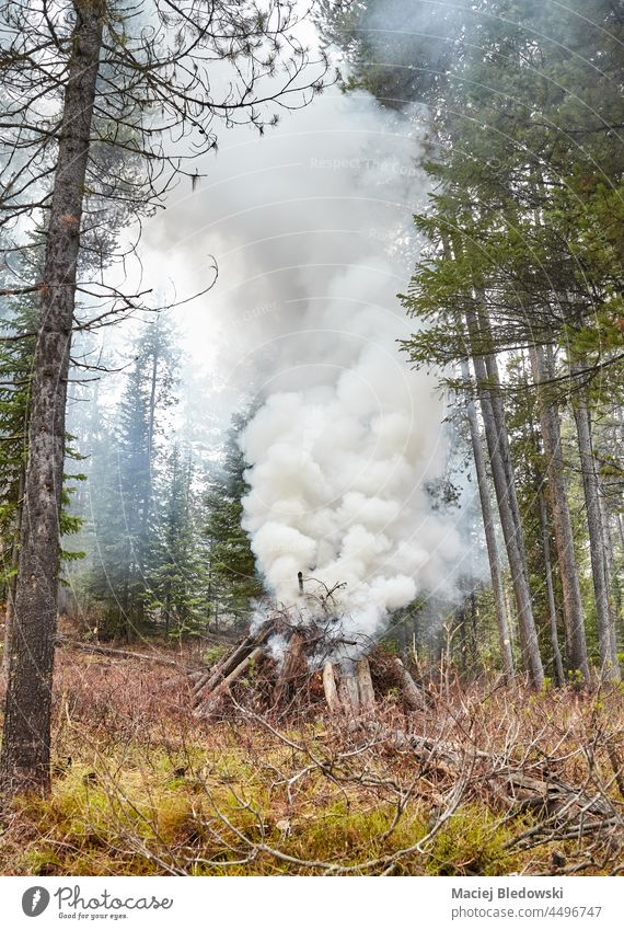 Controlled burning of dried wood and branches in order to prevent natural fire, Wyoming, USA. forest woods controlled nature fire management smoke forestry