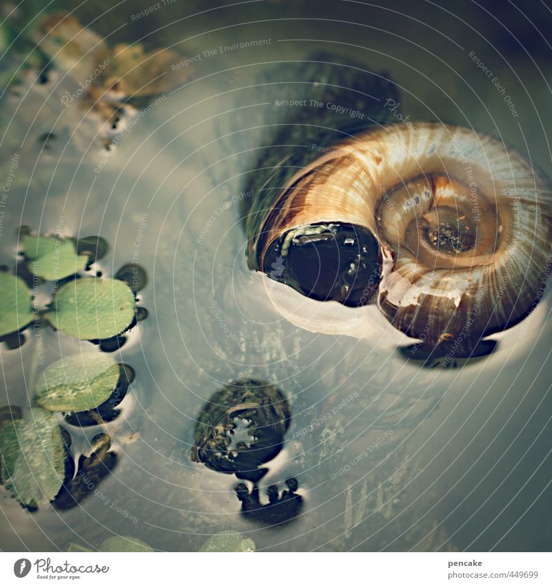 flotsam Nature Plant Animal Summer Pond Snail Decoration Water Sign Fluid Glittering Under Feminine Soft Sea snails Aquatic plant Hover Float in the water