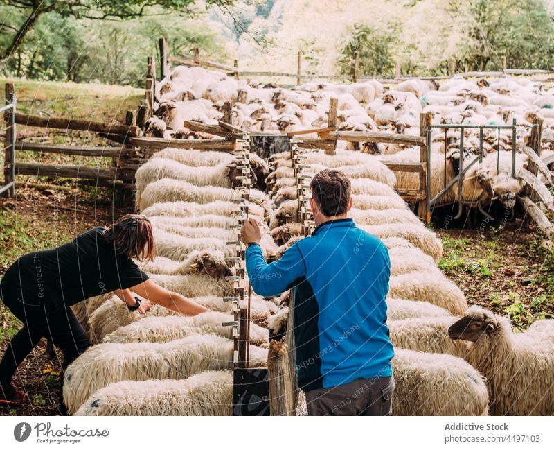 Anonymous farmers feeding sheep in countryside man woman animal flock stall livestock village farmyard care camp spain together work agriculture herbivore