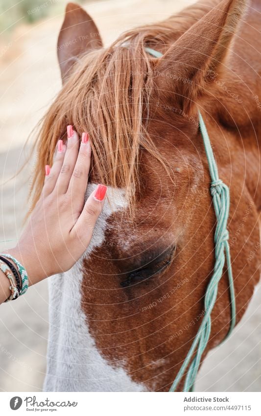 Faceless lady petting horses in ranch woman bridle animal stallion equine mammal farm female obedient livestock nature together purebred casual paddock