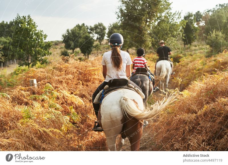 Anonymous people riding on horses in nature near trees ride forest plant grass animal equestrian rider field sit fauna companion flora horseback creature group
