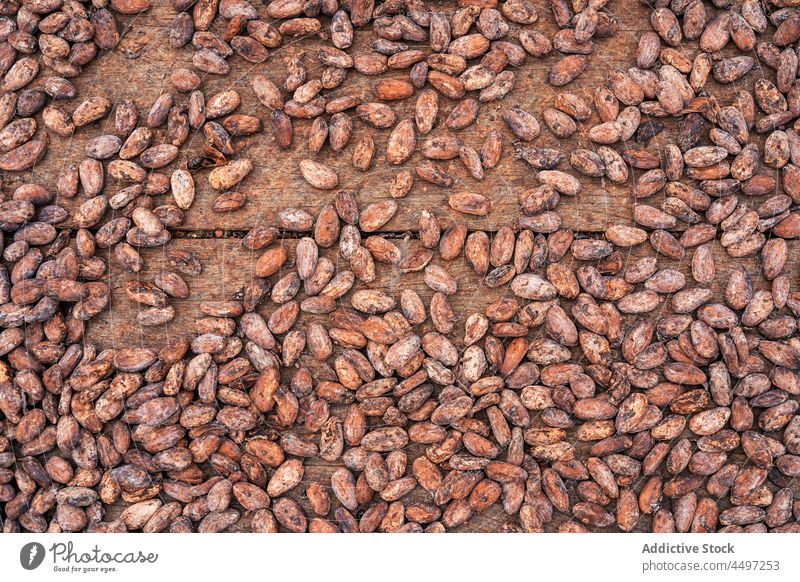 Cacao beans placed on wooden surface cacao harvest heap raw ripe natural background cocoa food organic table product ingredient nutrition daytime healthy food