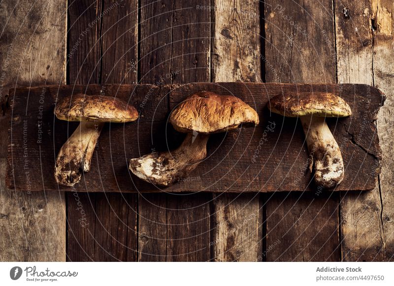 Boletus edulis on rustic wooden cutting board boletus edulis mushroom raw fungus cook specie organic food culinary natural edible yummy timber delicious cap