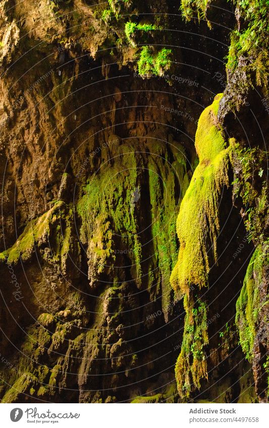Interior of a cave with green vegetation on the walls interior rock nature landscape travel stone underground geology light water stalagmite deep stalactite