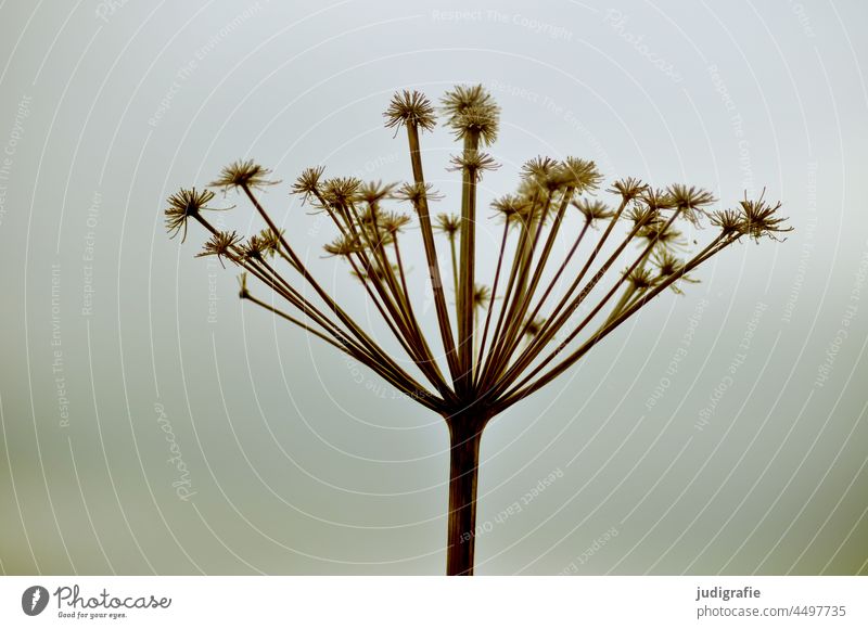 Umbel in autumn Apiaceae umbel Plant Blossom Nature inflorescence Crown Faded fade Autumn Autumnal Meadow Dry Shriveled Radial Round Wreath annular naturally