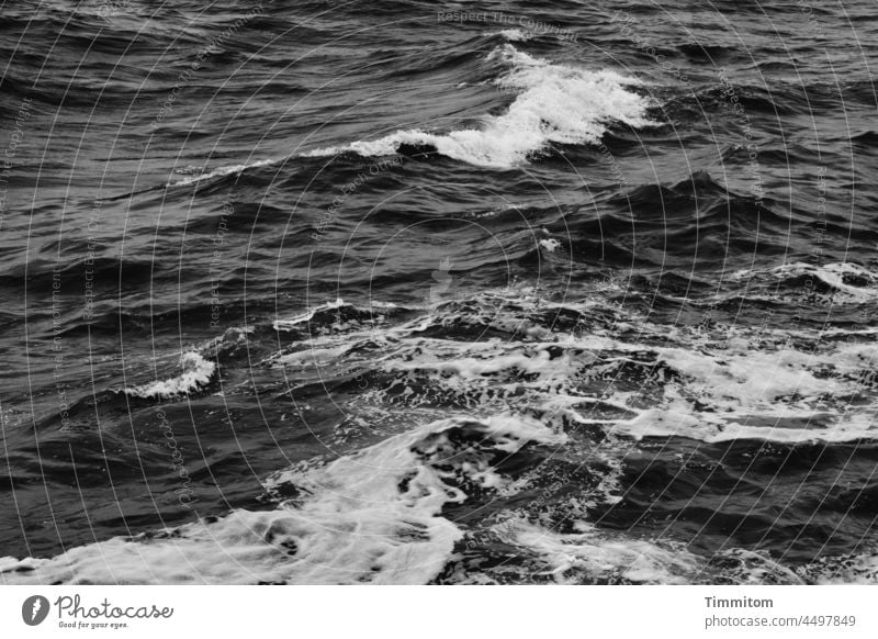 Black and white North Sea waves Waves White crest Water Ocean Nature Exterior shot Elements Environment Deserted Black & white photo Denmark Movement Dynamics