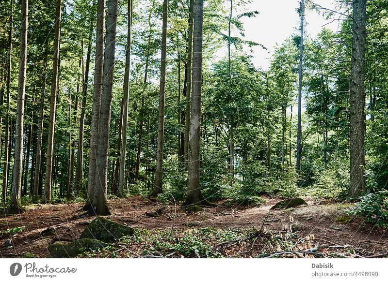 Forrest trees in summer day. Nature background forest nature green outdoors park relax mountain path scene view wilderness landscape wood season environment