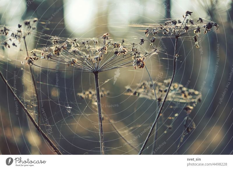 Heads of dry umbrella plants and spider webs in the cold blue light of an autumn morning. head seeds abstract background background abstract beautiful beauty