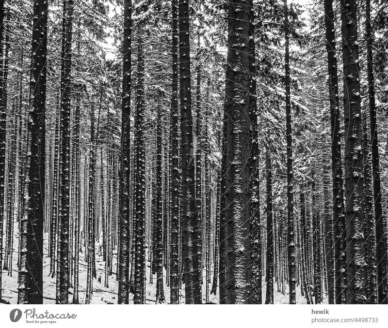 winter forest Black and white photography trees Forest Winter Snow Landscape format Winter forest Nature