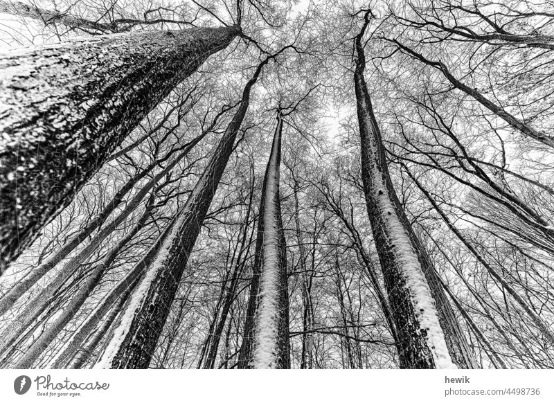 Winterwald Baum Blick nach oben schwarz-weiß Geäst Schnee himmelwärts