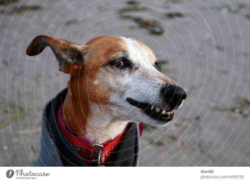 funny dog portrait, Podenco pulls funny grimace Dog Funny Grimace Mouth Face Joy Nose Brash Head Mammal Eyes Looking Exceptional Greyhound Sideways glance Beach