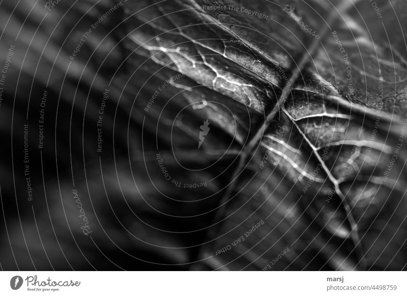 Leaf veins presented in residual light. In black white Mystic gloomy horror Alarming somber naturally depression Loneliness forsake sb./sth. Death Moody Sadness