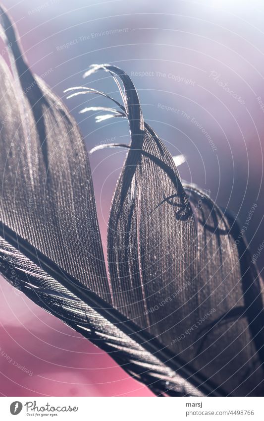 Disheveled beauty. Old feather in a new dress. Feather Elegant Fantastic Structures and shapes naturally Macro (Extreme close-up) Pattern elegance Wonder