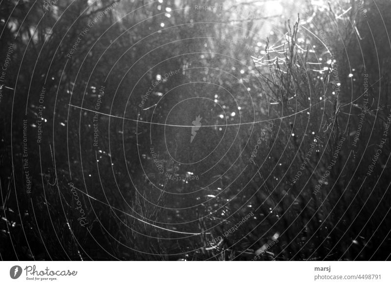 Autumn impressions in black and white. Indian summer, cobwebs fog and blueberry bushes. Delicate Nature interconnected Elegant Fantastic Creepy Mysterious