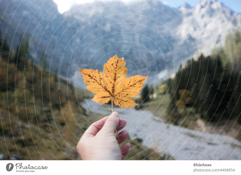 A discolored maple leaf in hand on the big maple floor Maple leaf Autumn Autumnal colours Colour photo Exterior shot Nature Maple tree Autumn leaves Day Hand