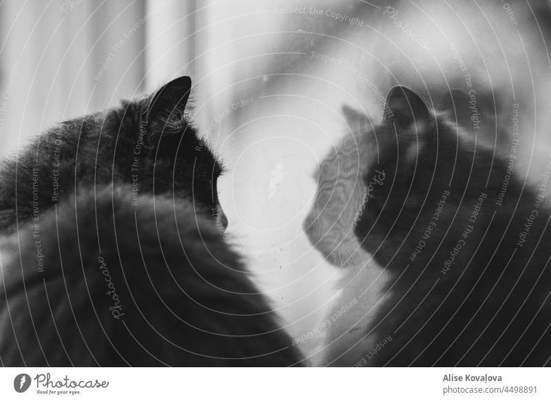 3D Cat blackandwhite Portrait pet cat reflection wants to go in Domestic cat cat outside looking in window window glass Reflext who are you Animal portrait Pet