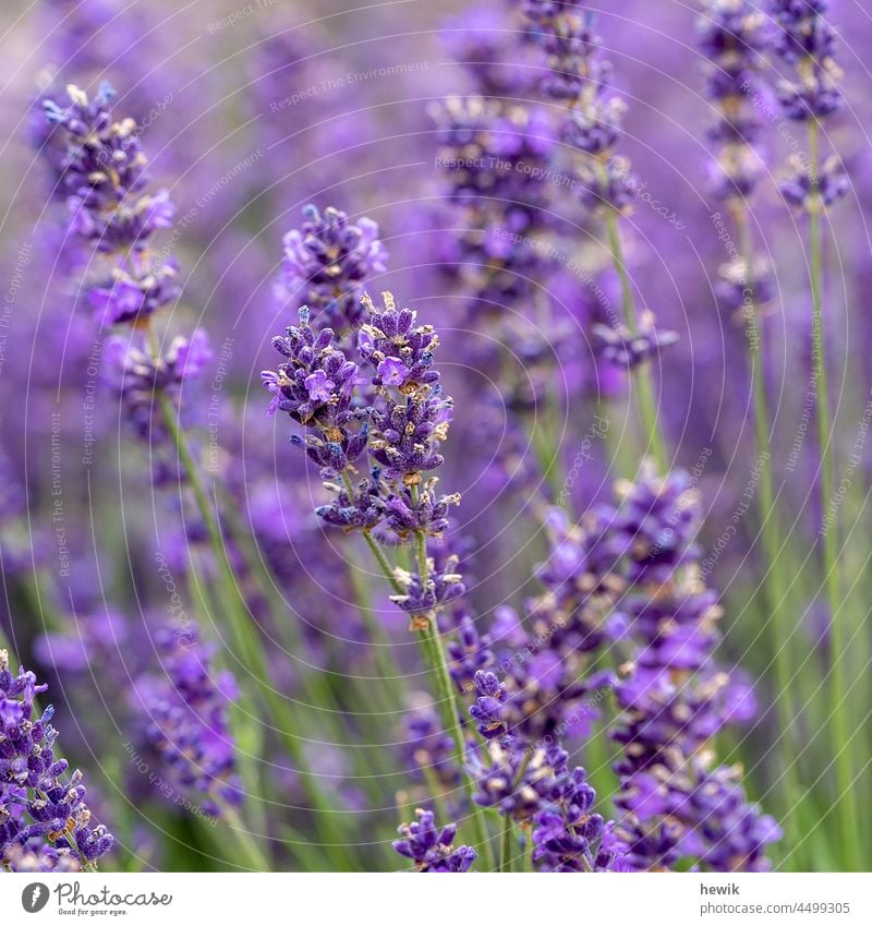 lavender plants Close-up Violet Lavender inflorescence