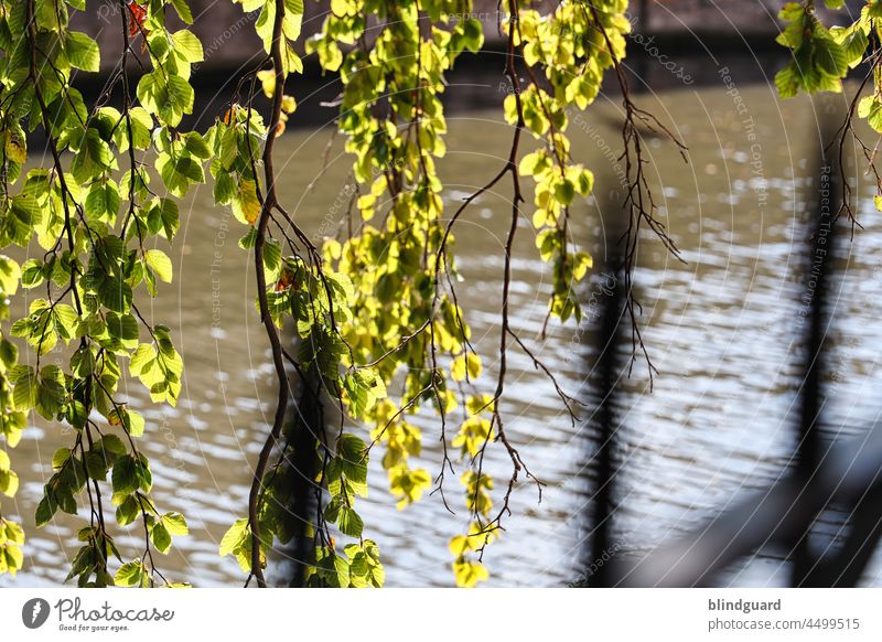 just hang out Fence branches Tree Water Channel River leaves Sunlight cordon Safety Protection Green blurriness Grating Metalware Exterior shot Deserted Waves