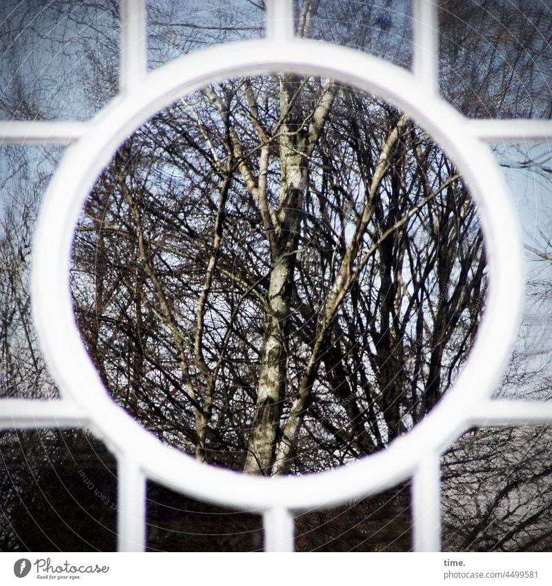 surreal | the forest in the house - reflection of a birch in several facets of a muntin window in sunlight Tree branches Window Glass window glass door Entrance