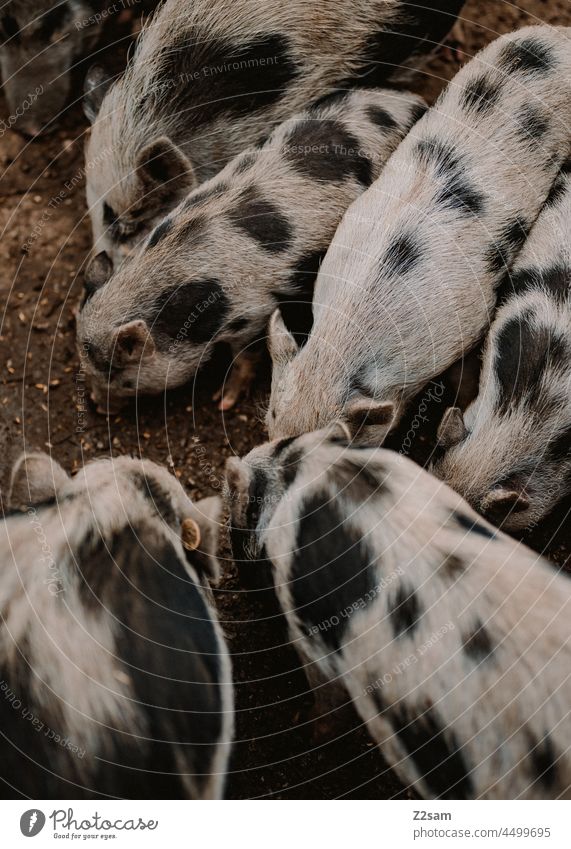 Schweine wildpark natur bauernhof draußen landwirtschaft schwein liebe freunde mensch tier nutztier hängebauchschwein sommer herbst sonne wärme landschaft grün