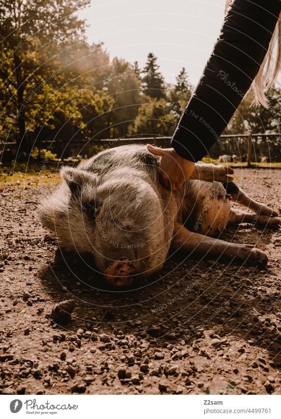Schwein wird gestreichelt wildpark natur bauernhof draußen landwirtschaft schwein genuß streicheln massage tierliebe freunde mensch nutztier hängebauchschwein