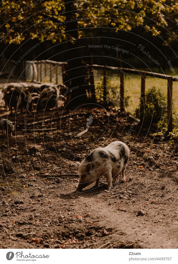 Schwein wildpark natur bauernhof draußen landwirtschaft schwein tierliebe freunde mensch nutztier hängebauchschwein sommer herbst sonne wärme landschaft grün