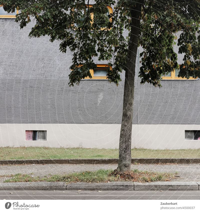 Tree stands in front of grey wall of apartment house with yellow windows Town Facade Gray Street off City Window Window frame Yellow