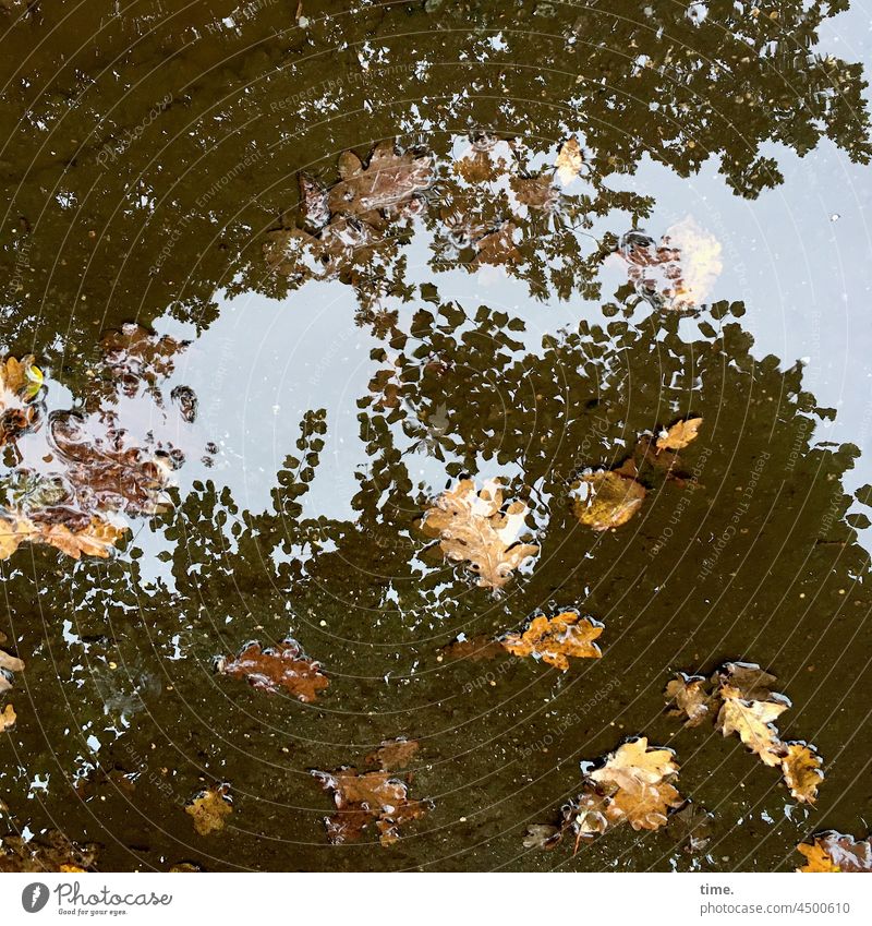 nature film Autumn leaves Puddle autumn leaves oak leaves foliage Water Sky Damp Wet reflection Tree be afloat Lie Branch Twig change Transformation Death