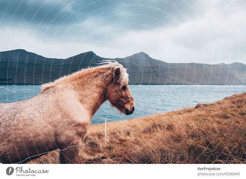 Horse with panorama on the Faroe Islands traditionally Outdoors spectacular rocky naturally harmony Weather Rock Hill Environment Rural highlands Picturesque