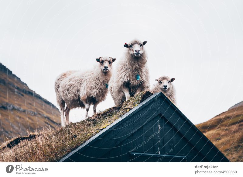 Sheep on a house roof on the Faroe Islands I traditionally Outdoors spectacular rocky naturally harmony Weather Rock Hill Environment Rural highlands