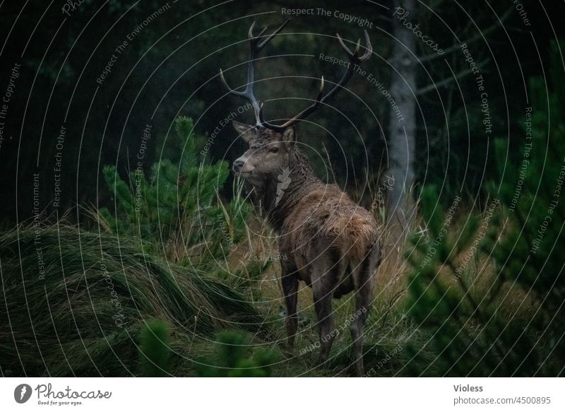 curious deer in the forest stag Forest antlers Animal Red deer cervidae Wild wildlife Rutting season