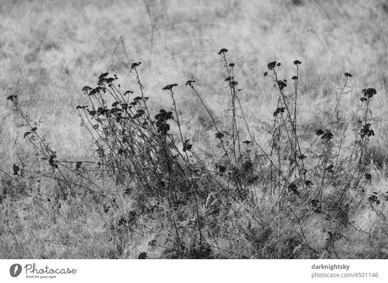 Withered flowers in black on a meadow of tall grass, fallow land or compensation area for interventions in nature and landscape in the form of a replacement measure