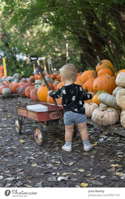 Toddler girl pushing a wagon at a pumpkin patch; pumpkins stacked up on pallets in background toddler baby 16 months old ghost halloween autumn fall harvest