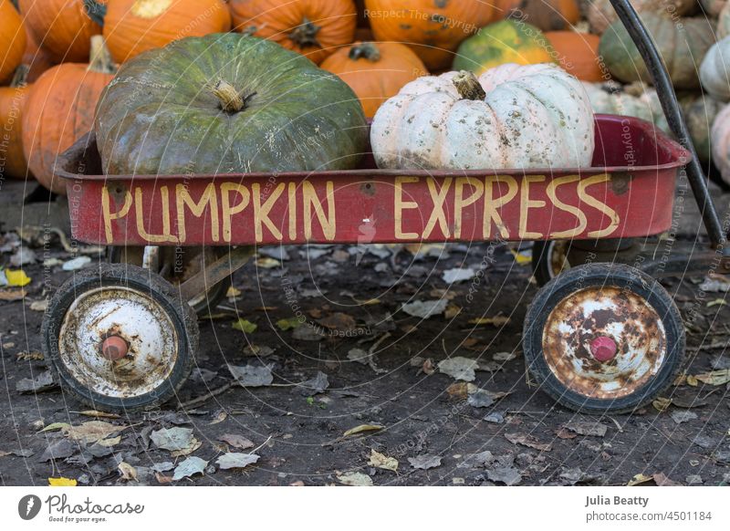 Little red wagon with "pumpkin express" hand painted on the side; pumpkins inside and behind the rusty wagon halloween autumn fall pallet harvest farm